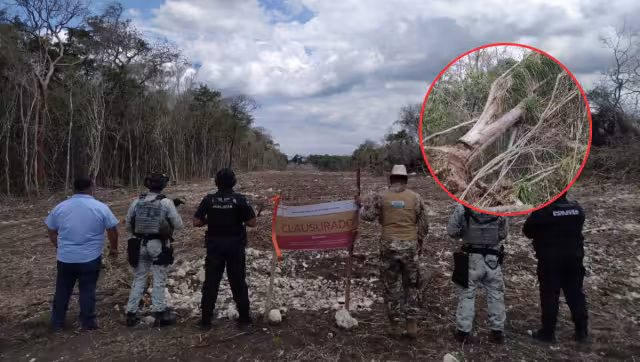 Profepa alerta golpe ambiental en Calakmul: dañan 14.9 hectáreas y especies protegidas
