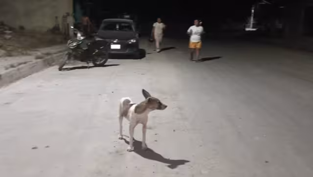 Pese a que vecinos señalaron a los dueños del can, estos dijeron que no era suyo