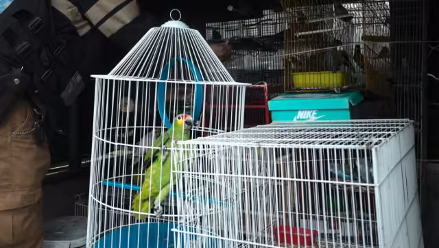 Las aves fueron aseguradas en las alcaldías Venustiano Carranza y Tlalpan