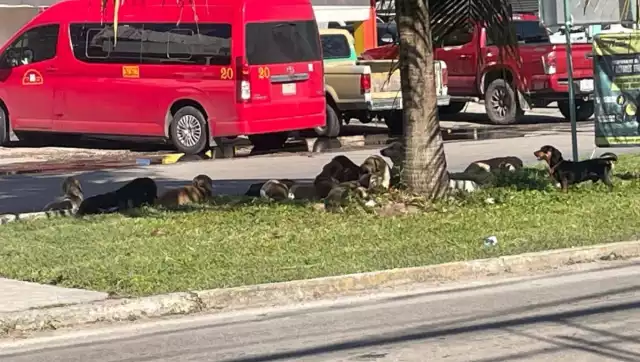 Jauría de al menos 10 perros ronda el mercado nuevo de Chetumal