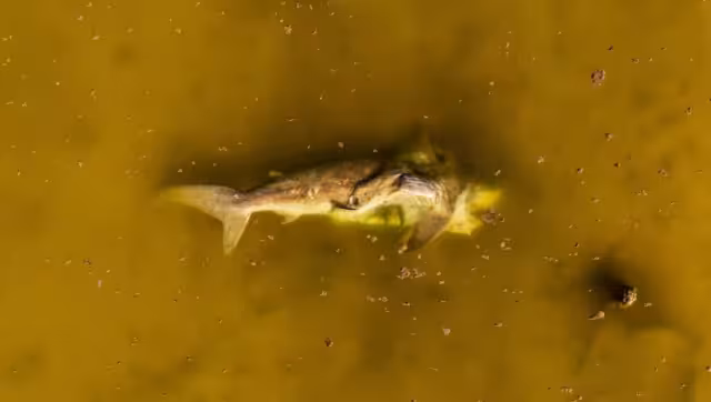 Los tiburones toro, especialmente las hembras, suelen ingresar a ecosistemas costeros