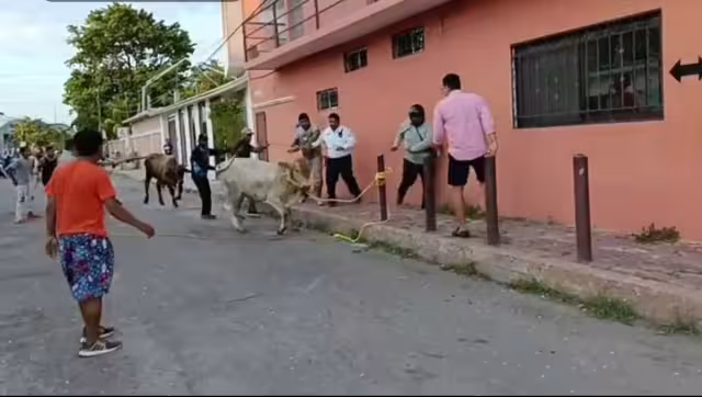 Un agente policiaco logró detener a una vaca