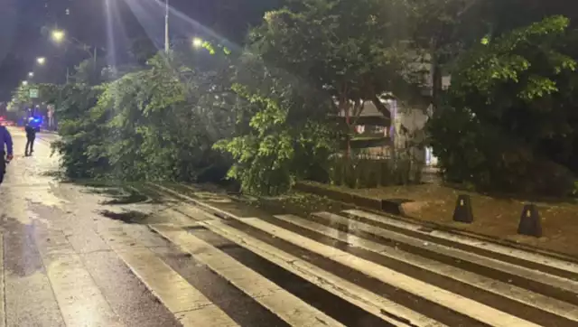 CDMX: Cae enorme árbol en Paseo de la Reforma; ¿cuál es el saldo de víctimas? Esto se sabe