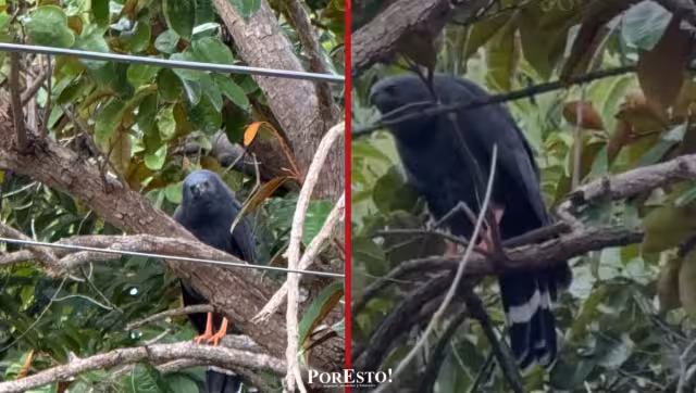 Gallinas y ardillas alteradas por presencia de gavilán zancón en Campeche