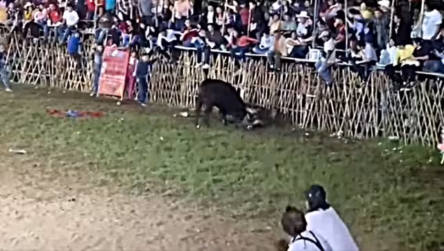 El toro hirió de gravedad al caballo ante la presencia de familias en Sitpach