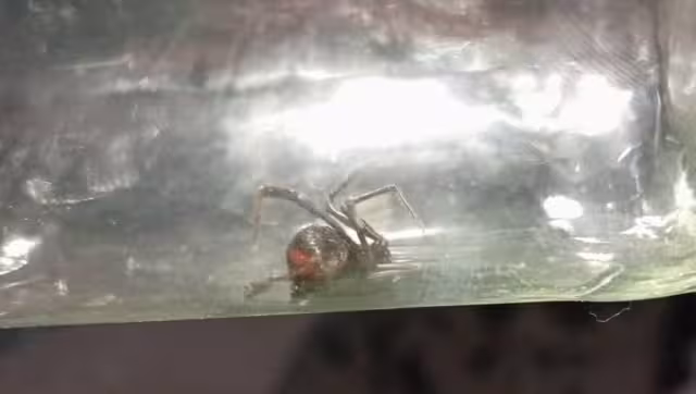 Exhortan a que se reporte la  presencia de los arácnidos.