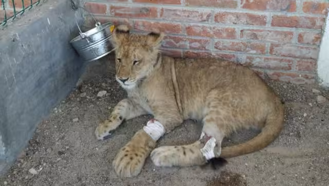 El león estaba inconsciente, deshidratado, con ausencia de garras en sus patas, ligera hipotermia