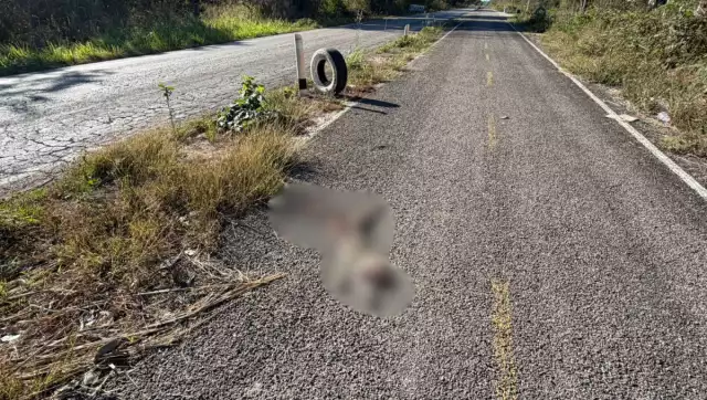 Fauna en riesgo: atropellan a jaguar joven a metros de la mancha urbana de Hopelchén