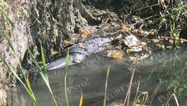 Reaparece un cocodrilo en un drenaje pluvial de la colonia Nueva Jerusalén, en Champotón.