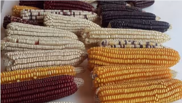 Karla Avilés dijo que pese a ello, siguen cultivándolo