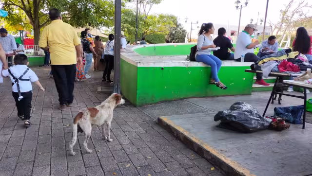 Habitantes señalaron que en calles como la 28, 36 y 21, entre otras, se ha registrado una gran población de perros sin hogar