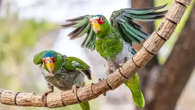 Ambas aves habrían sido mantenidas en cautiverio, posiblemente como mascotas, y al menos una de ellas tenía las plumas de las alas cortadas