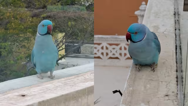 La especie no es originaria del continente americano