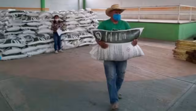 Los beneficiarios trabajan de la mano del delegado de Bienestar, Carlos Martínez Aké, y con el delegado de la Sader y el de Segalmex, al ser la instancia que entregará el producto
