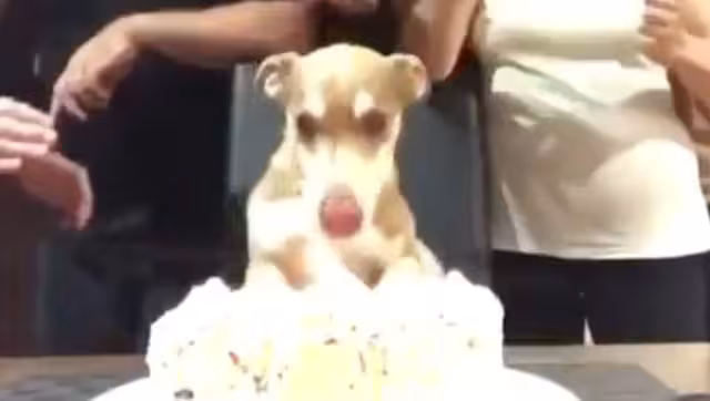 Perrito se emociona al recibir su pastel de cumpleaños: VIDEO