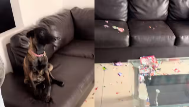Perrito rompió el álbum del Mundial y se hizo viral en redes sociales: VIDEO