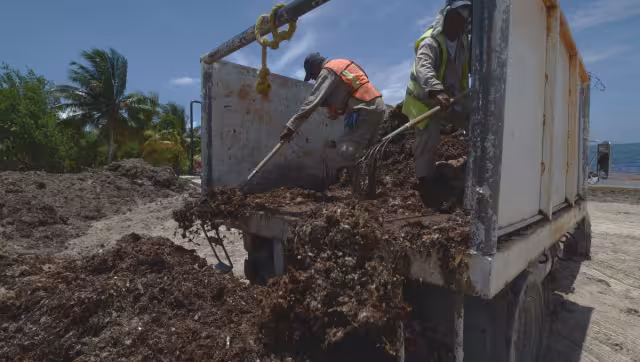 Durante meses fue común ver a los brigadistas acopiar la planta marina