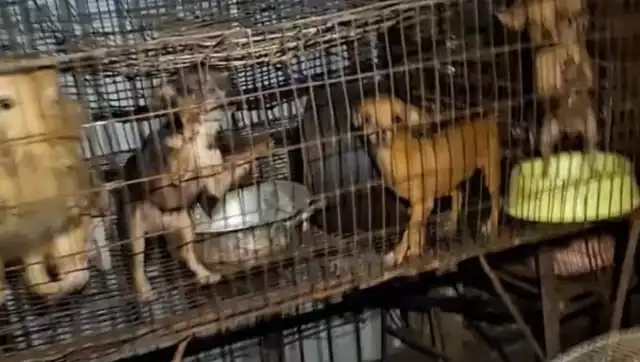 Descubren supuesto maltrato animal tras pleito por un predio