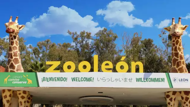 Se presentó una denuncia ante la FGE por la muerte de 24 borregos muflones