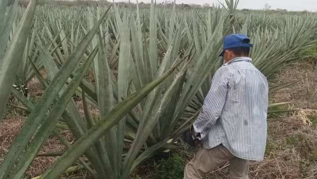 Los trabajadores laboraban para varias haciendas, como la reconocida San Francisco Manzanilla