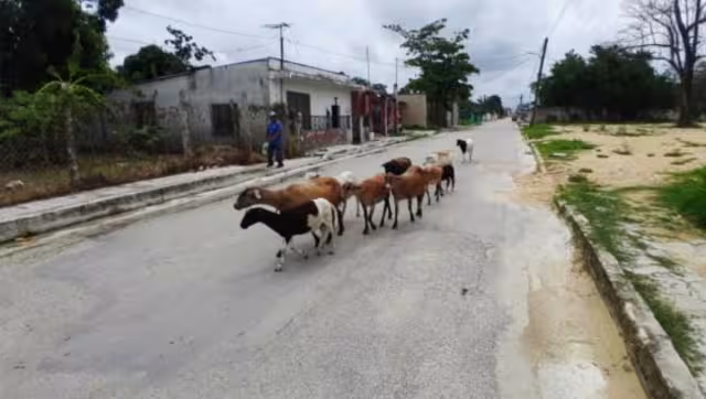 Los animales en las calles obstruyen el tráfico, ya que los automovilistas se detienen para no arrollarlos