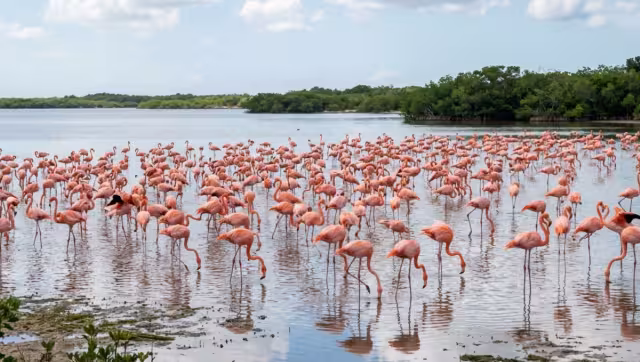 Los flamencos son especies protegidas por la ley en México