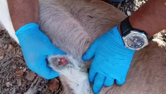 Yucatán acumula 31 casos de miasis por gusano barrenador, ubicándose entre los estados más afectados.
