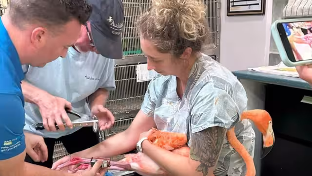 Uno de los deberes del laboratorio estadounidense es intercambiar datos de las marcas que les ponen a las aves en ese país