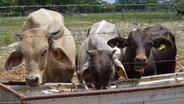 La región es importante en el envío de ganado al Norte del país y la Unión Americana.