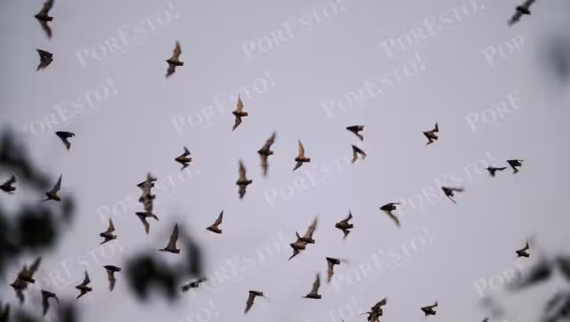 Cueva de los Murciélagos: biodiversidad y conservación en Campeche