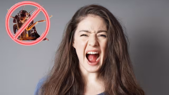 Basta con tener una en casa para que esta se reproduzca