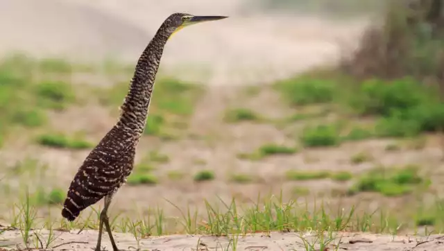 Se trata de una especie solitaria y sigilosa, de tamaño mediano a grande