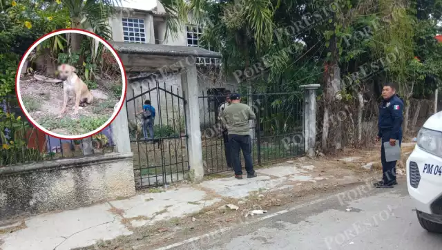 Vicefiscalía investiga ataque con machete a lomito en Campeche