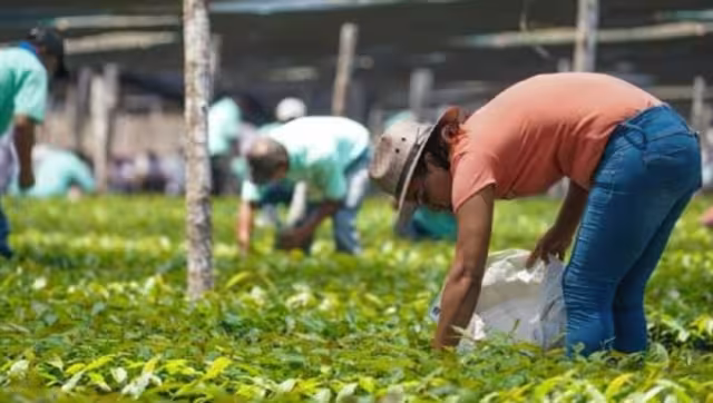 Ejidatarios señalan que funcionarios pretenden que se les dé poder amplio mediante asamblea general, por lo que no podrían disponer de lo que están cultivando