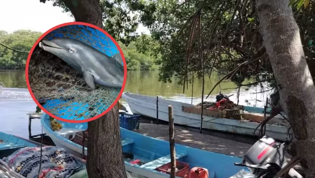 Los cadáveres de dos de estos ejemplares aparecieron en Playa Norte.