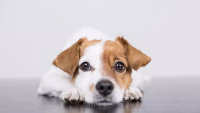 El agresor le hizo múltiples heridas al perrito lo que causó se desangrara,