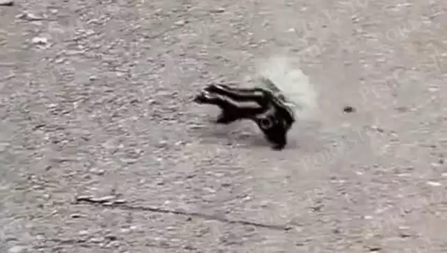 Recientemente fue captado un zorrillito bebé cruzando la vialidad sin ser atropellado.