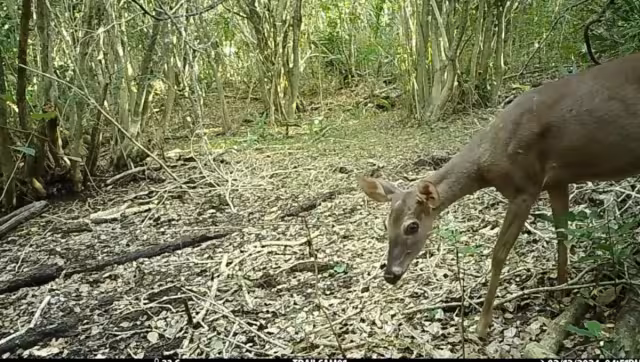 Instan a no capturar animales silvestres para tenerlos como mascotas
