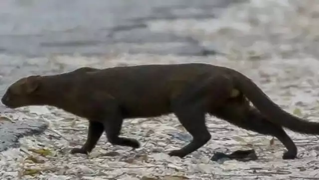 Avistan jaguarundi en el sur de Quintana Roo