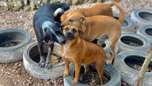 Mucha gente al rescatar un can de la calle, ignora los cuidados adecuados
