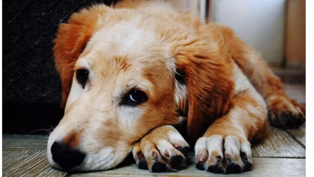 De 6 meses a 2 años de prisión y de doscientos a cuatrocientos días-multa a quien cometa actos de crueldad o maltrato animal