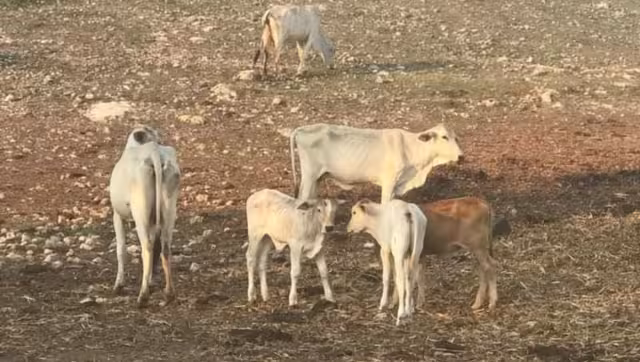 Durante el 2023, los productores tuvieron que implementar medidas emergentes para alimentar al ganado