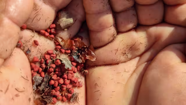 El achiote se cultiva en la región Sur de México