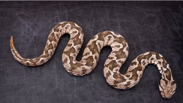 Esta especie es poco común verla en esa zona. Foto: Especial