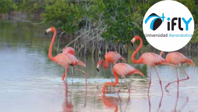 Esta especie puede abandonar su zona de anidación si una avioneta se acerca mucho