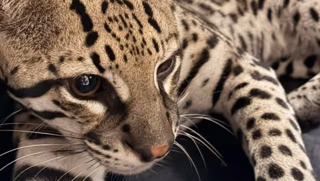 El ocelote resultó herido luego de ser atropellado en la vía Sisal-Hunucmá