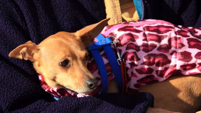 Recomiendan proteger a mascotas ante la heladez ligera en Campeche.