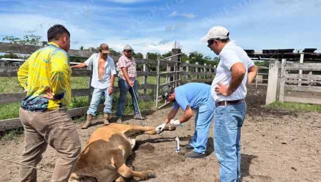 Campeche refuerza control pecuario con apoyo del Departamento de Agricultura de EE.UU.