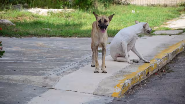 Los delitos contra el ambiente se han registrado en Hopelchén y Campeche