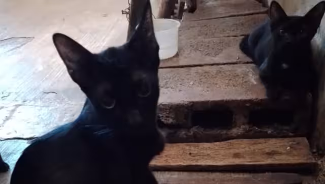 Algunas personas a través de las redes sociales buscan no solo un gato, sino a toda una camada